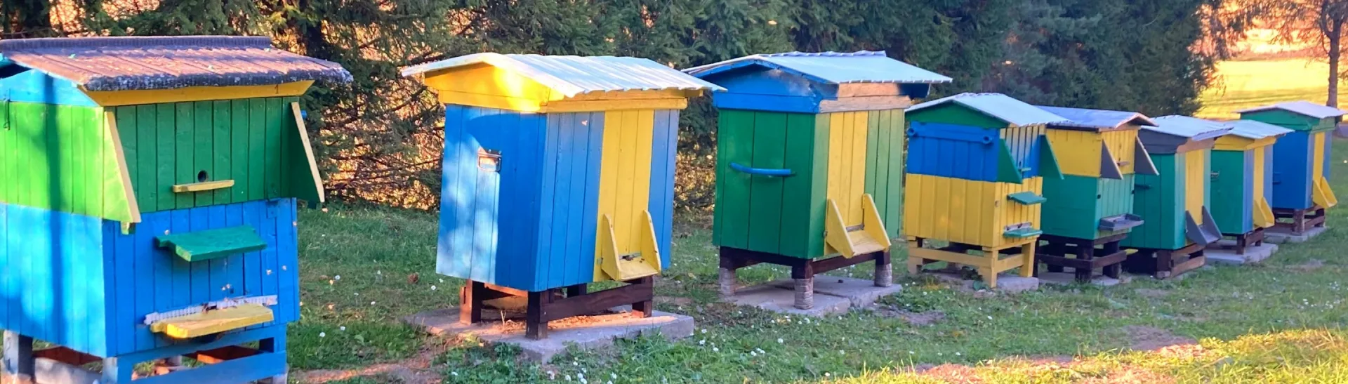 Pyłek pszczeli kwiatowy 500g zbiór Maj - Czerwiec 2025 - obrazek 3